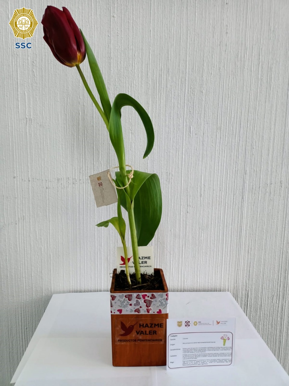 En el marco del día del amor y la amistad, la tienda de la Subsecretaría De  Sistema Penitenciario, pone a la venta tulipanes y orquídeas cultivadas por  las personas privadas de la